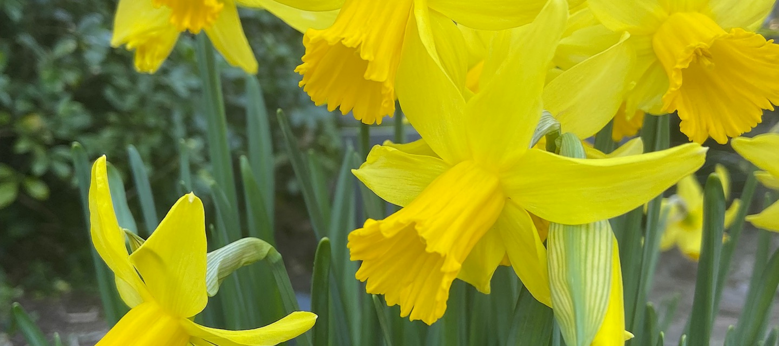 Narcissus