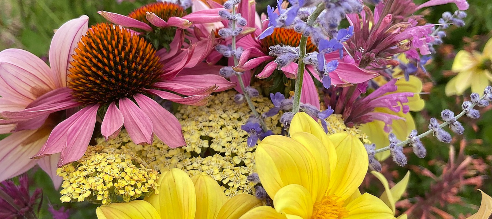 Cutting Summer Perennials