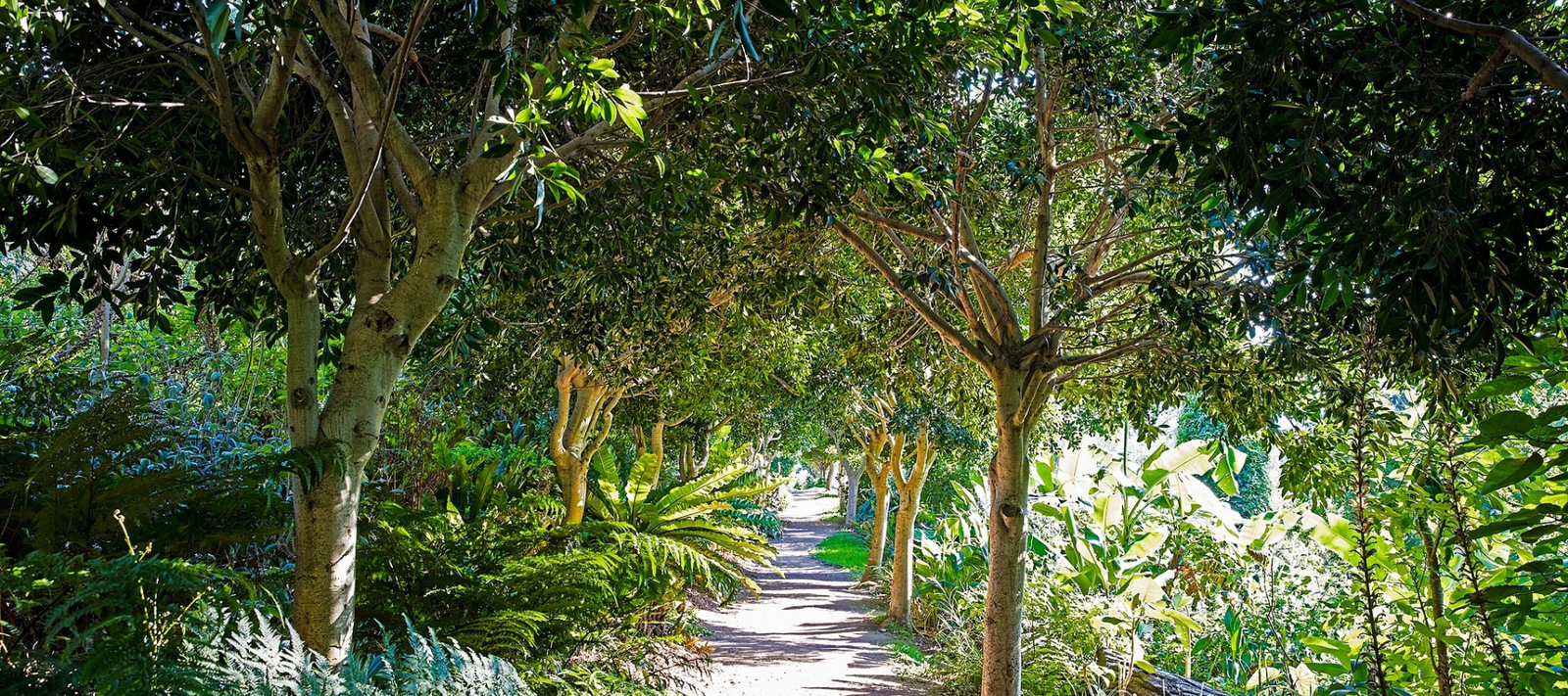 You don’t have to plant eucalypts