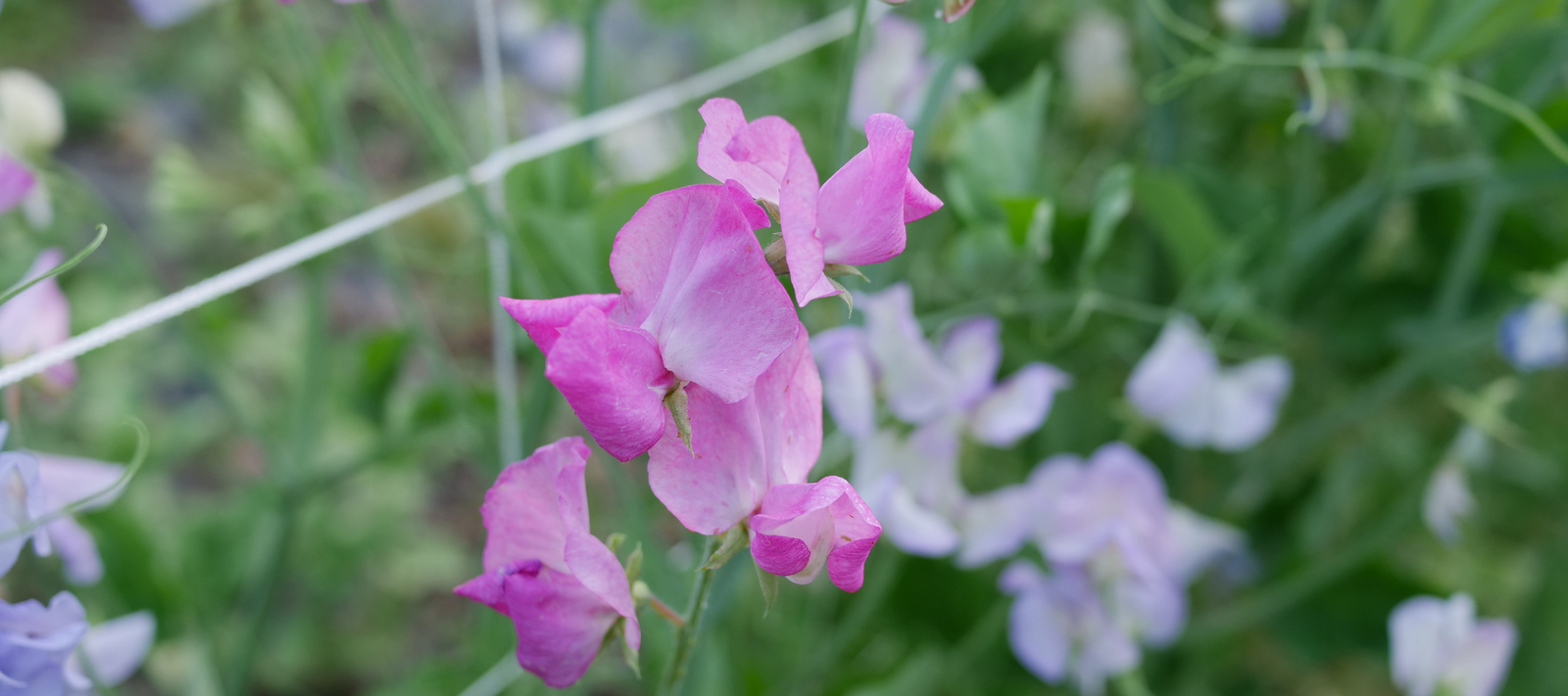 Peas from the Gold Rush Days