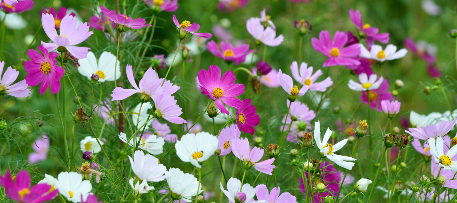 Cosmos