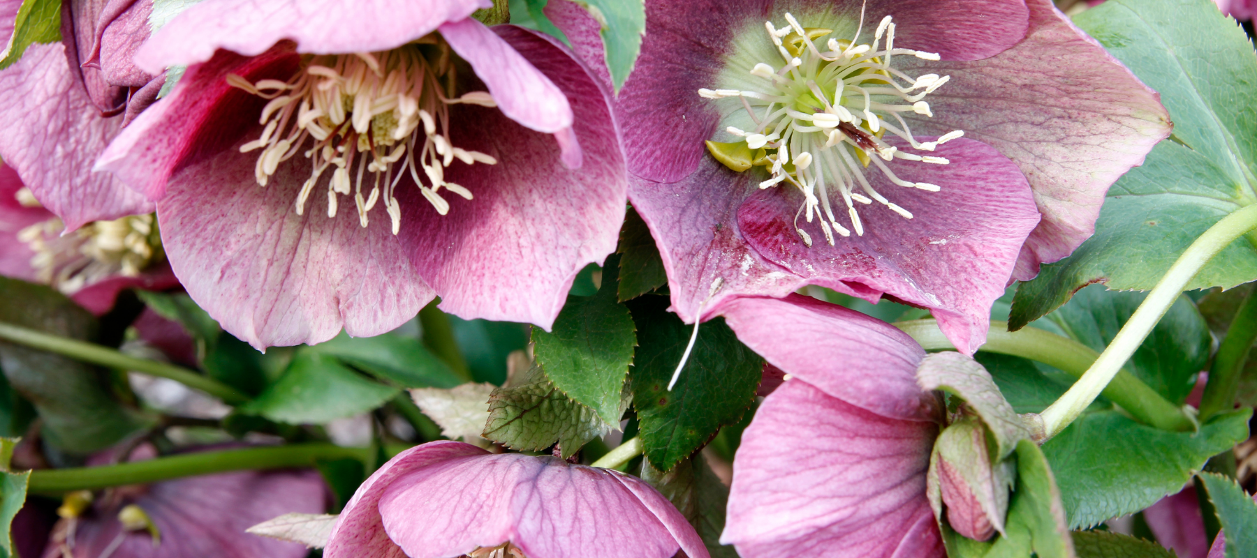 How to grow and care for Hellebore Flowers