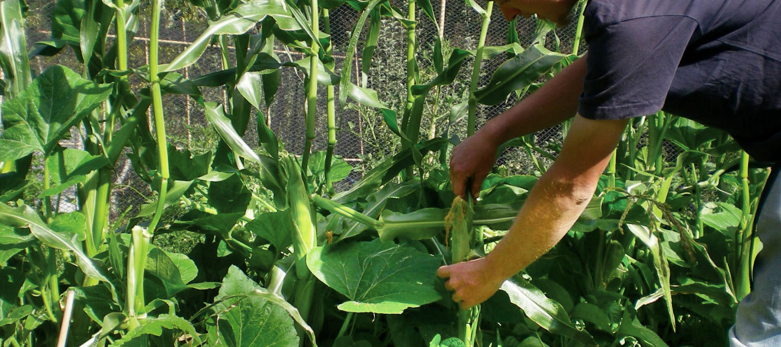 Companion planting: Three Sisters Gardening