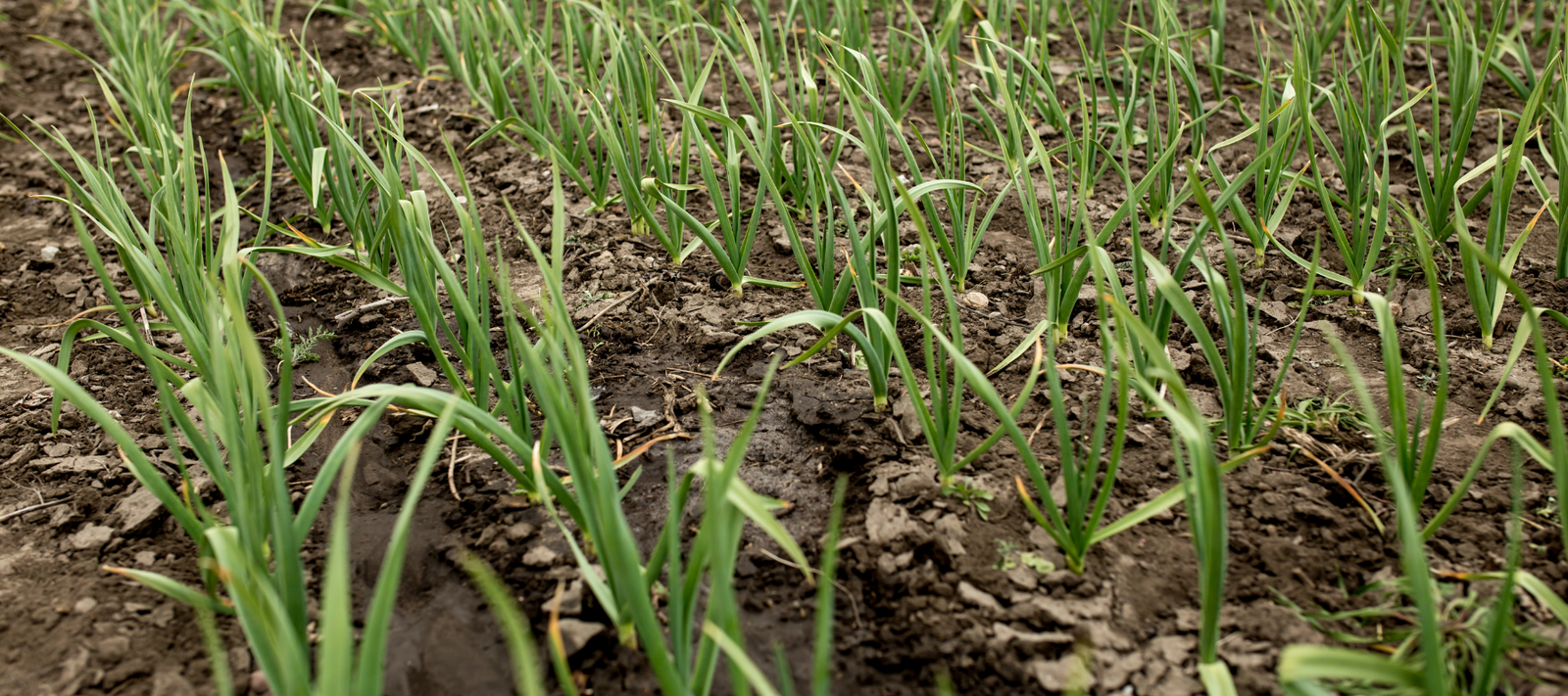 Why garlic can be tricky to grow