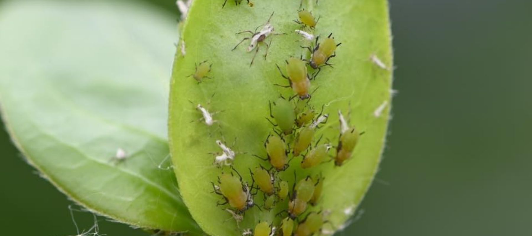 Aphids - What are they and how to treat