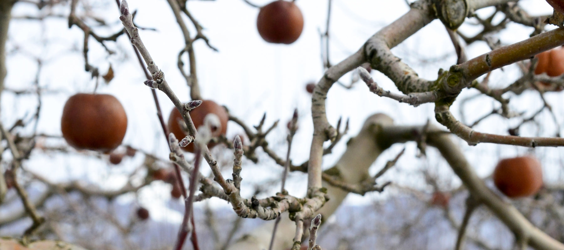 Apple tree in winter