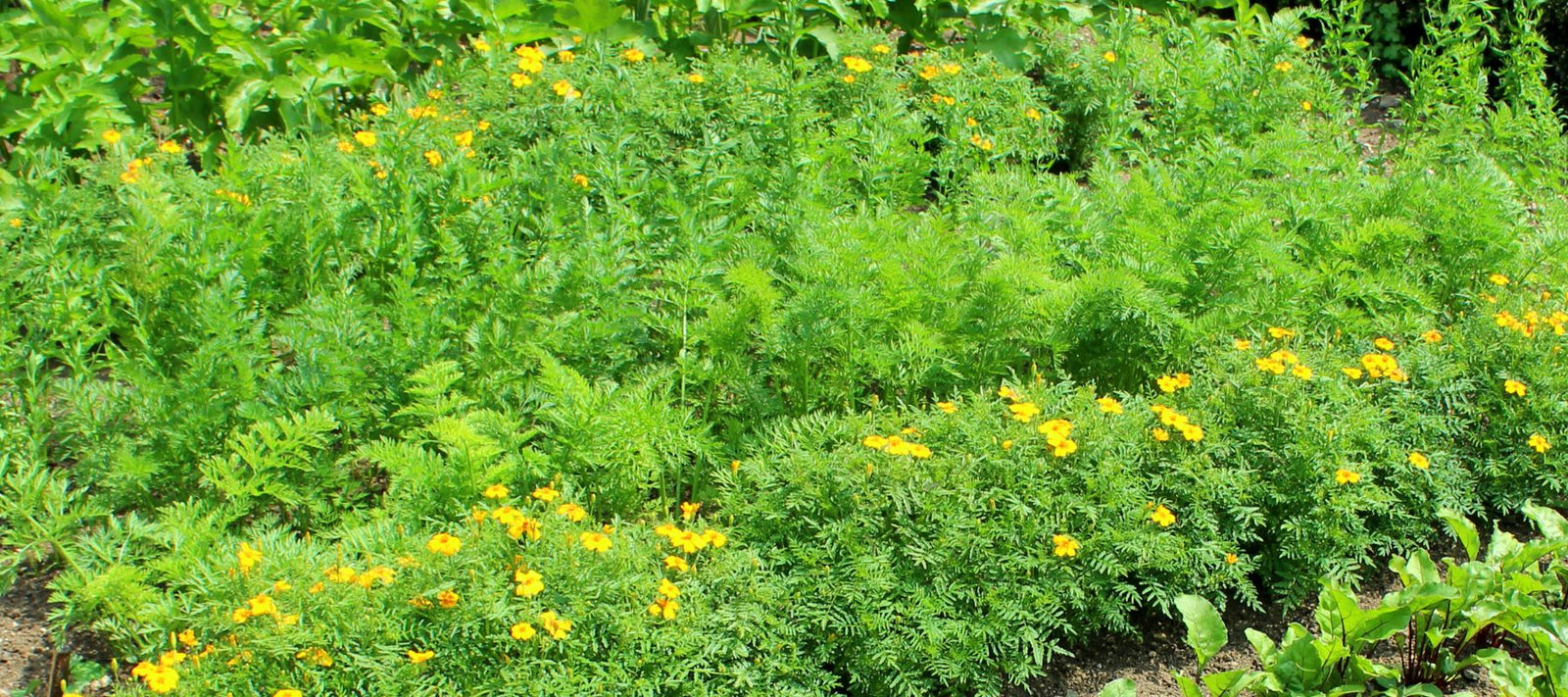 The best companion plants for asparagus