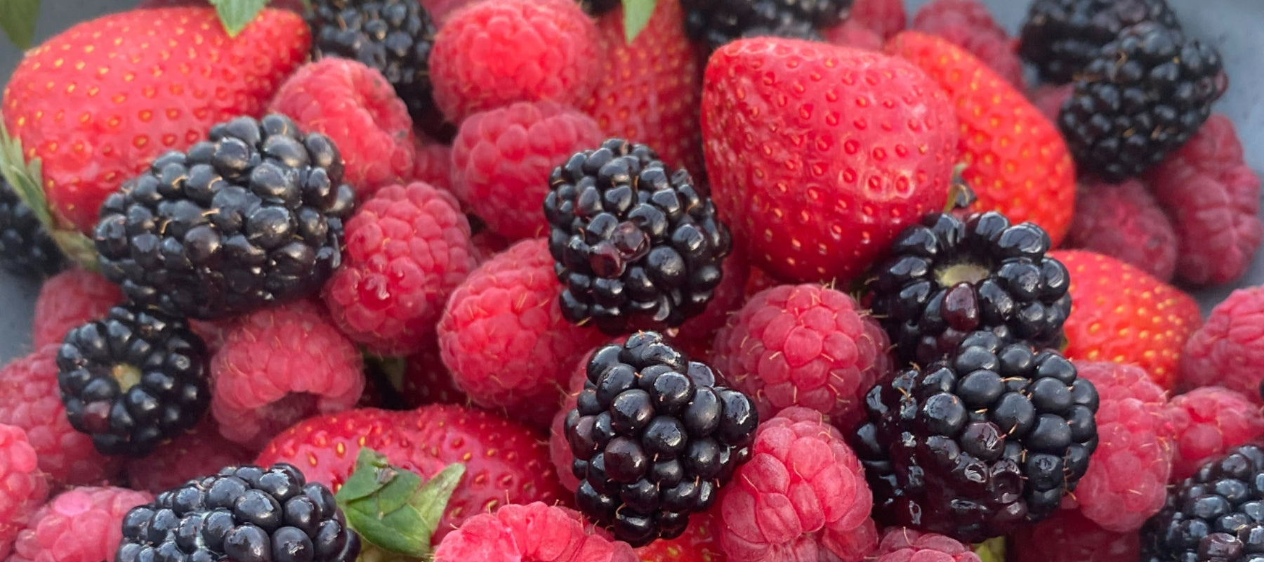 Backyard Berries: Video - Part 4