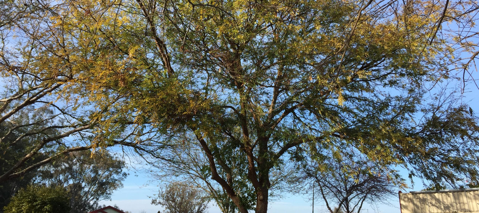 Chinese Elm