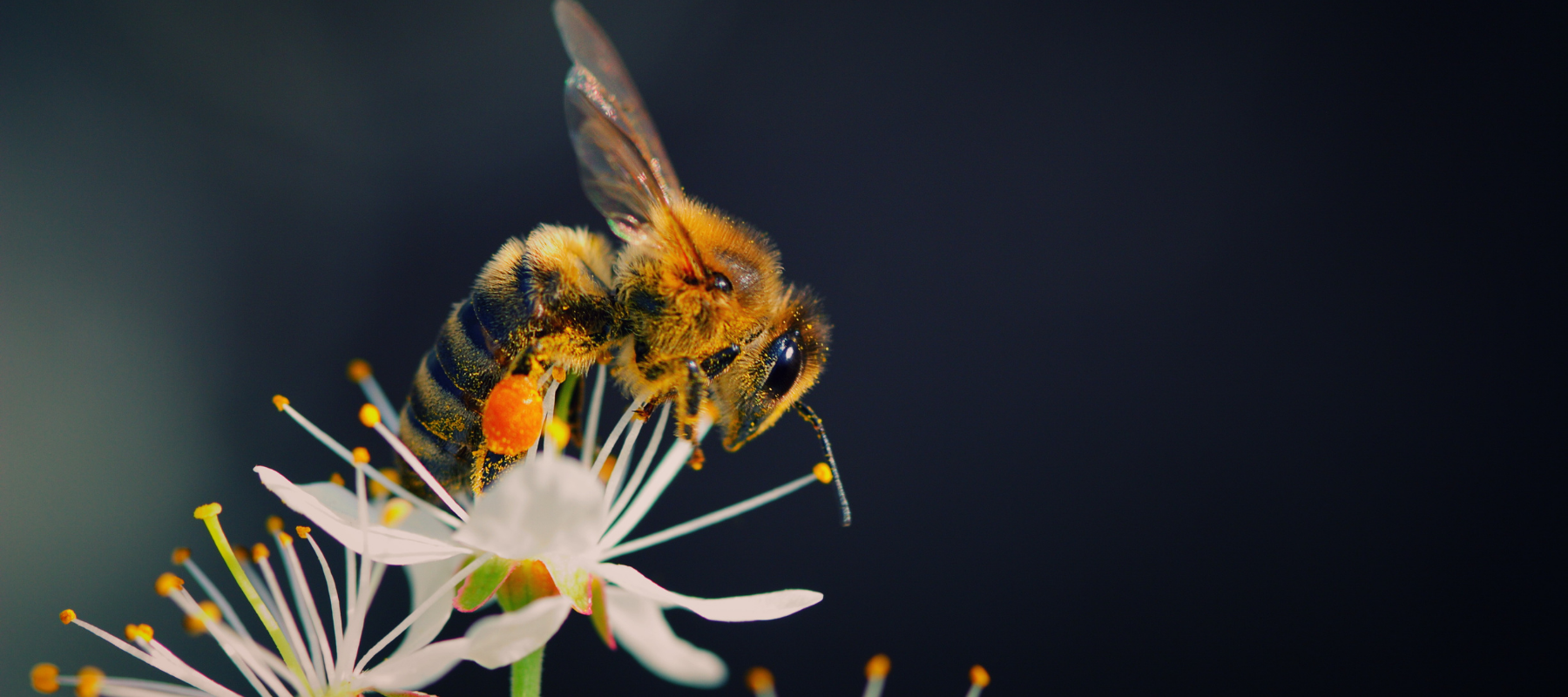 Bees under threat