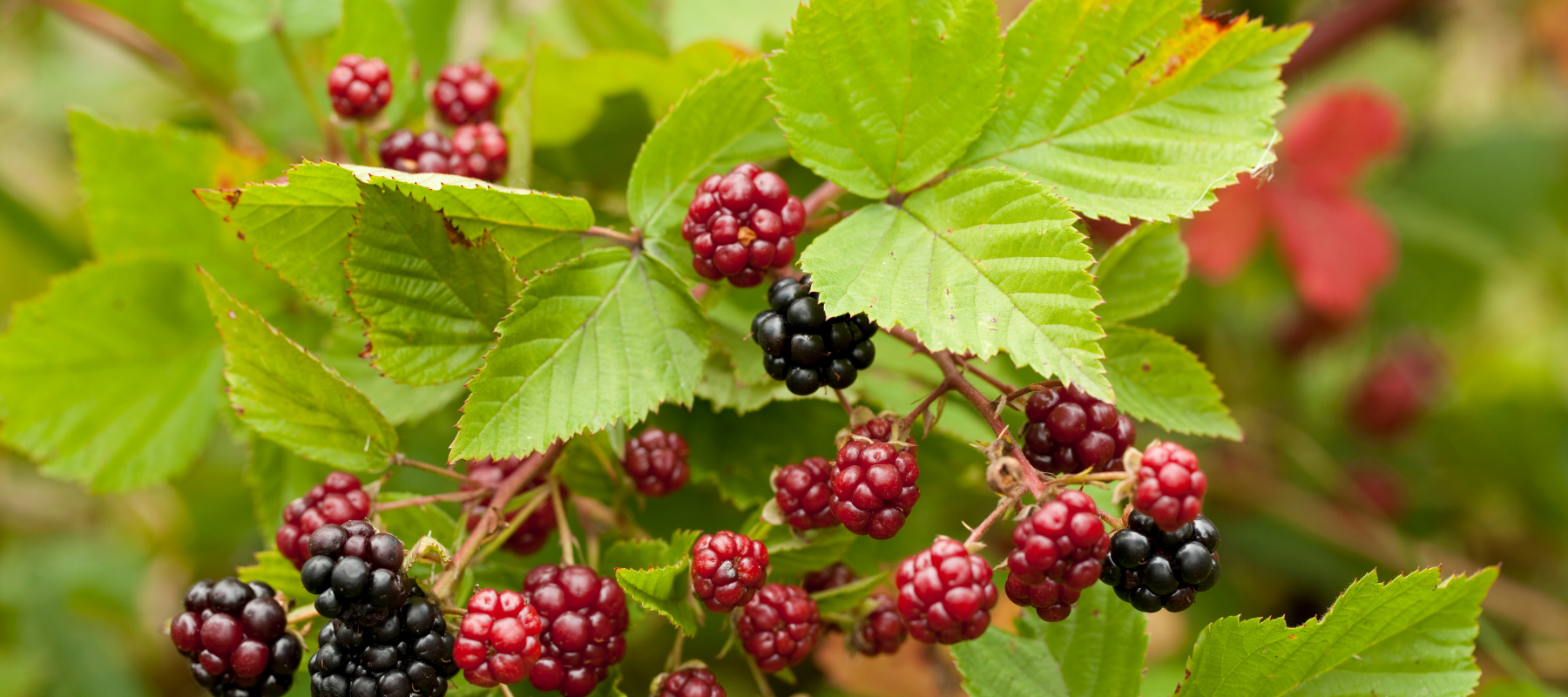 Grow your own Berries