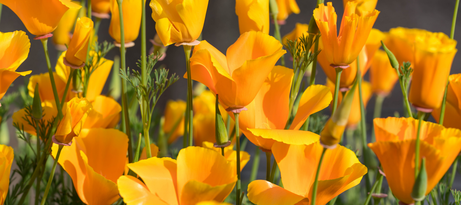 Flower garden basics