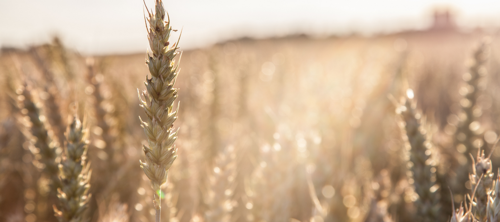 "Monsanto's Roundup weedkiller caused cancer" Court says