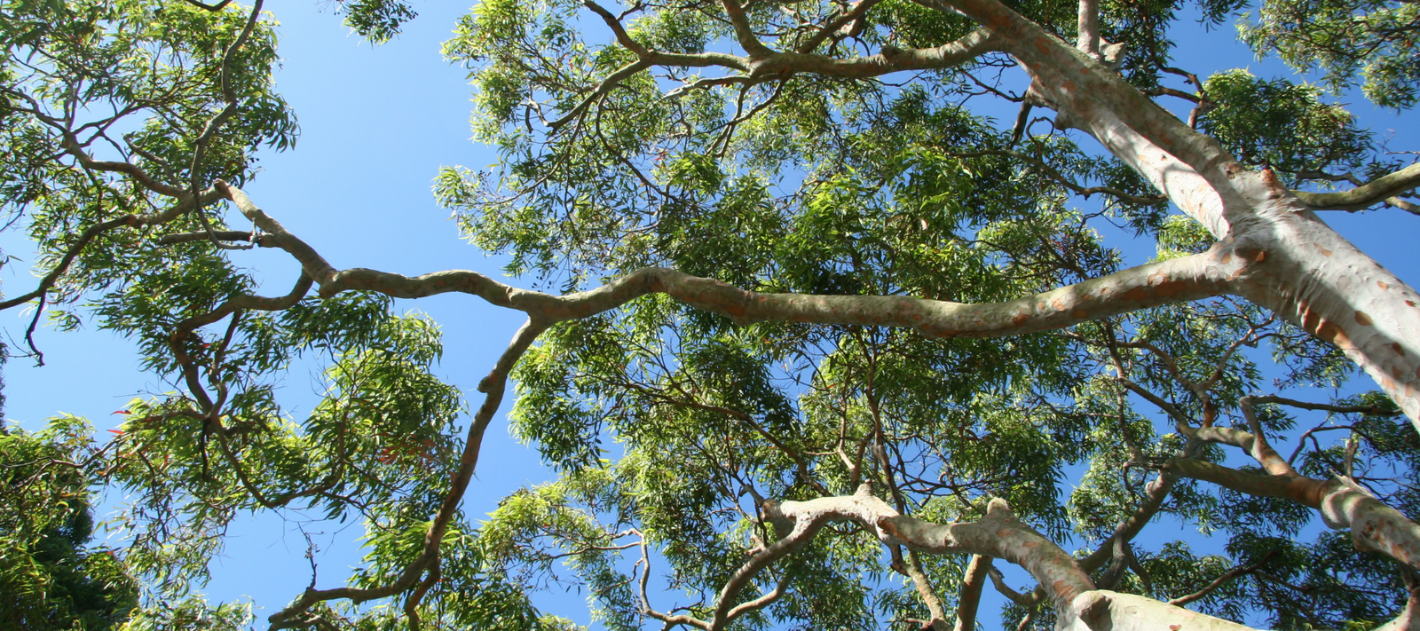 Let's pretend we believe in climate change, but not at the expense of GDP