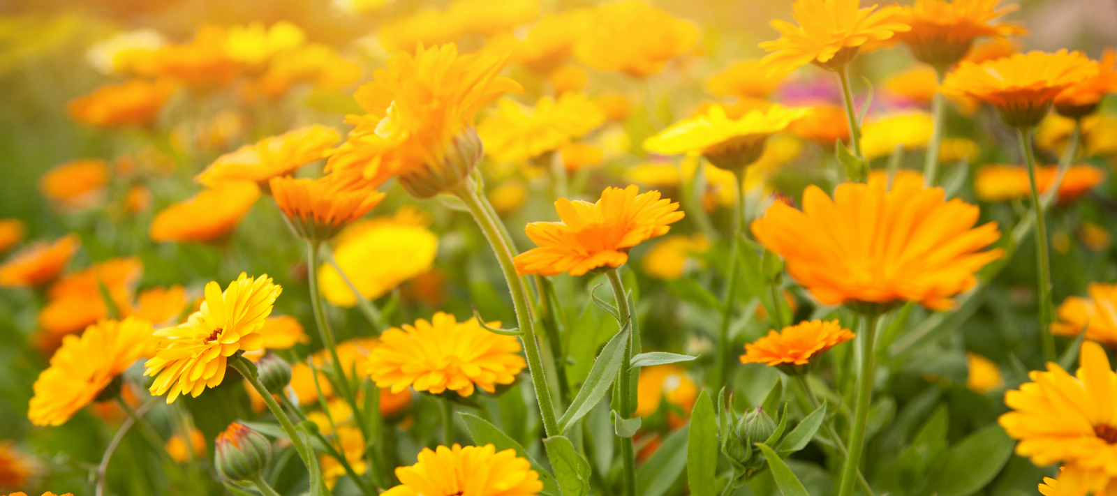 Beyond organics. Exploring harmonic agriculture