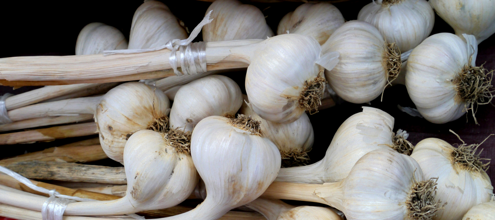 Penny's Garlic Growing Tips