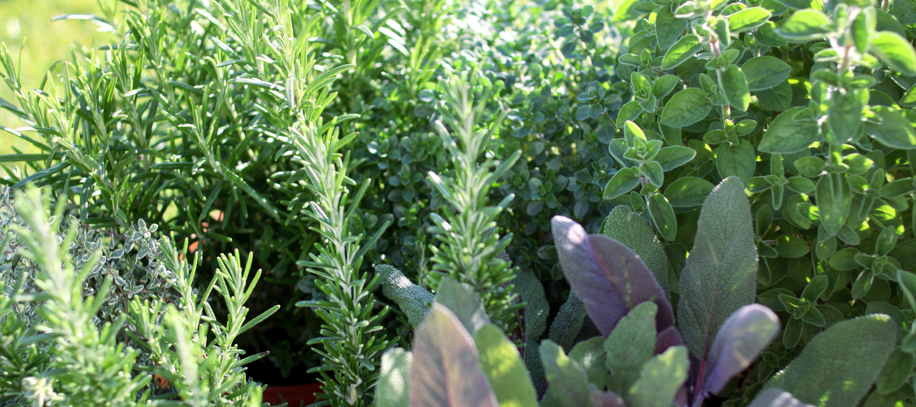 Grow your own Herb Garden