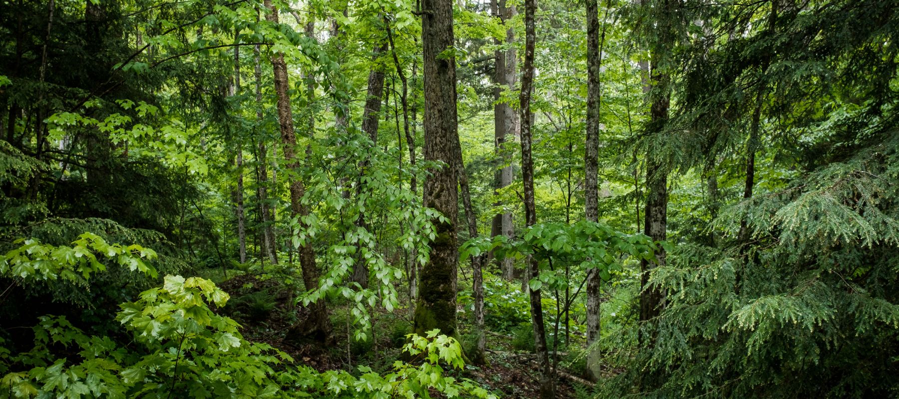 Why our forests are so precious