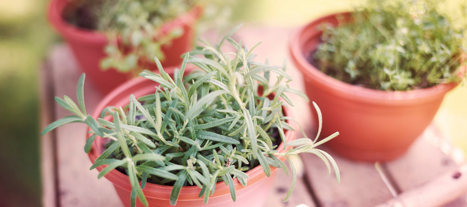 The Urban Herbalist