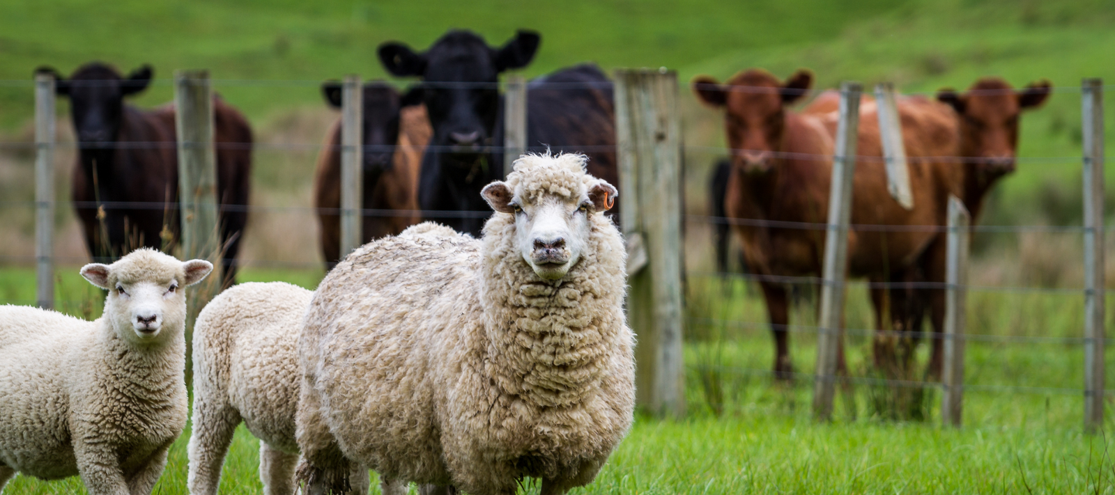 The Difference Between Animal Manures