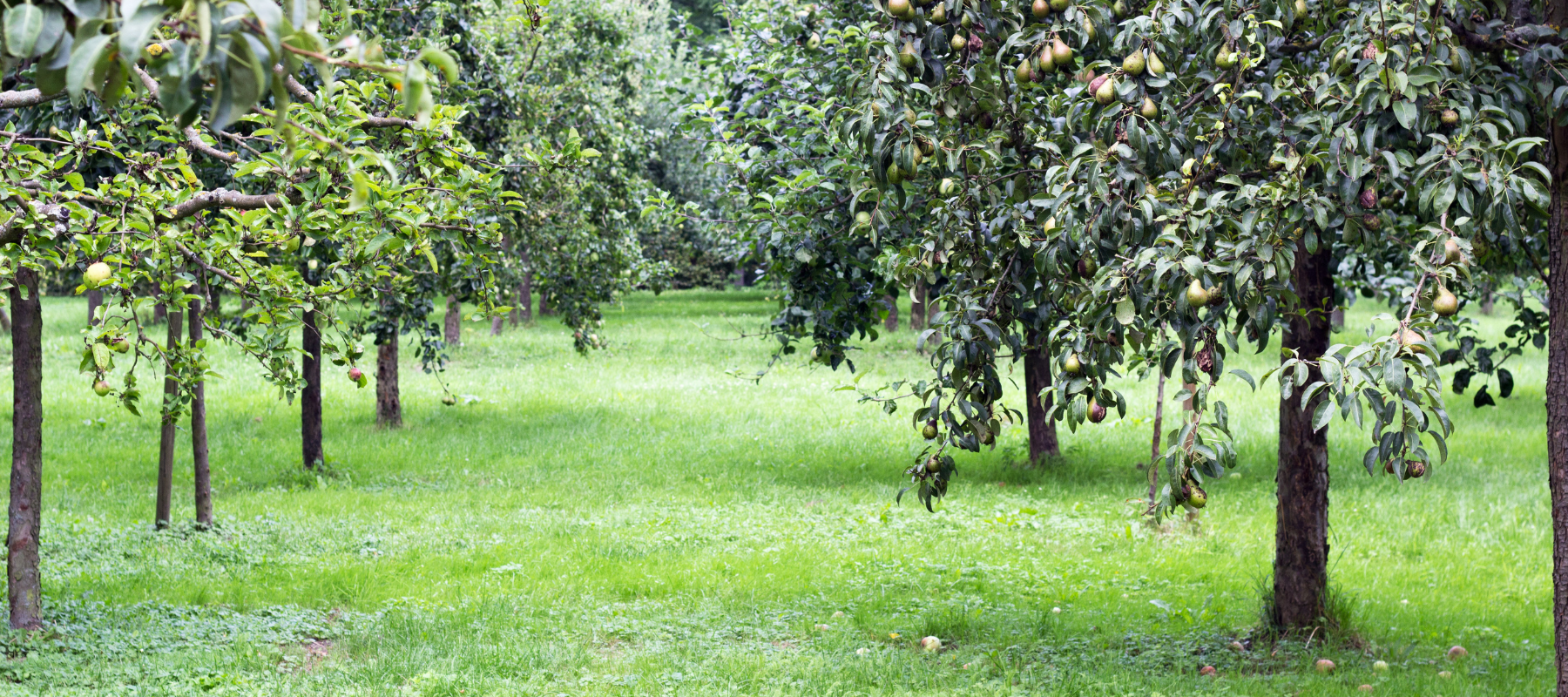 Maximising yield by summer pruning fruit trees