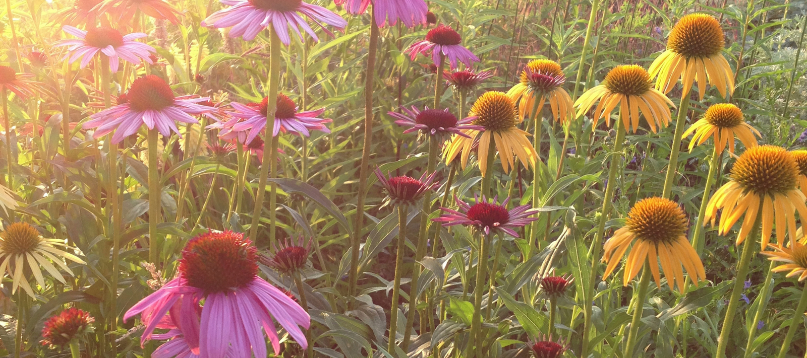 Where does your gardening inspiration come from?