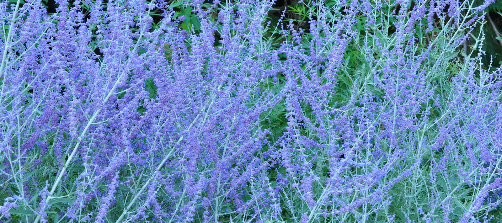 Botanical Nomenclature