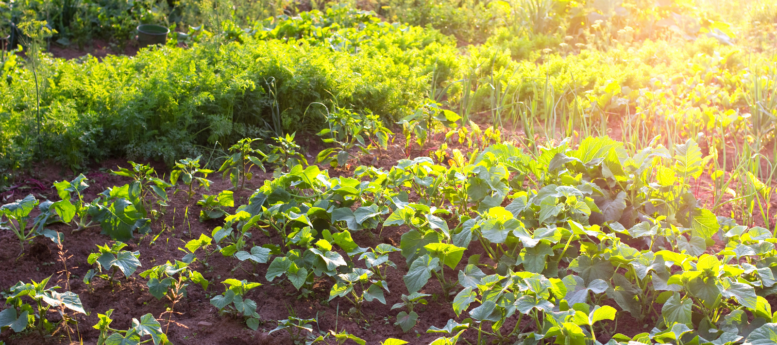 Why gardening organically is so important for gardeners