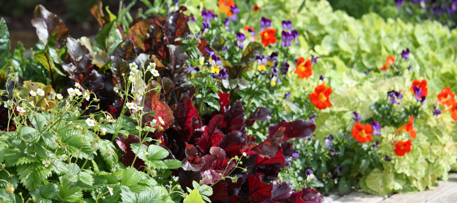 Grow your Own Organically