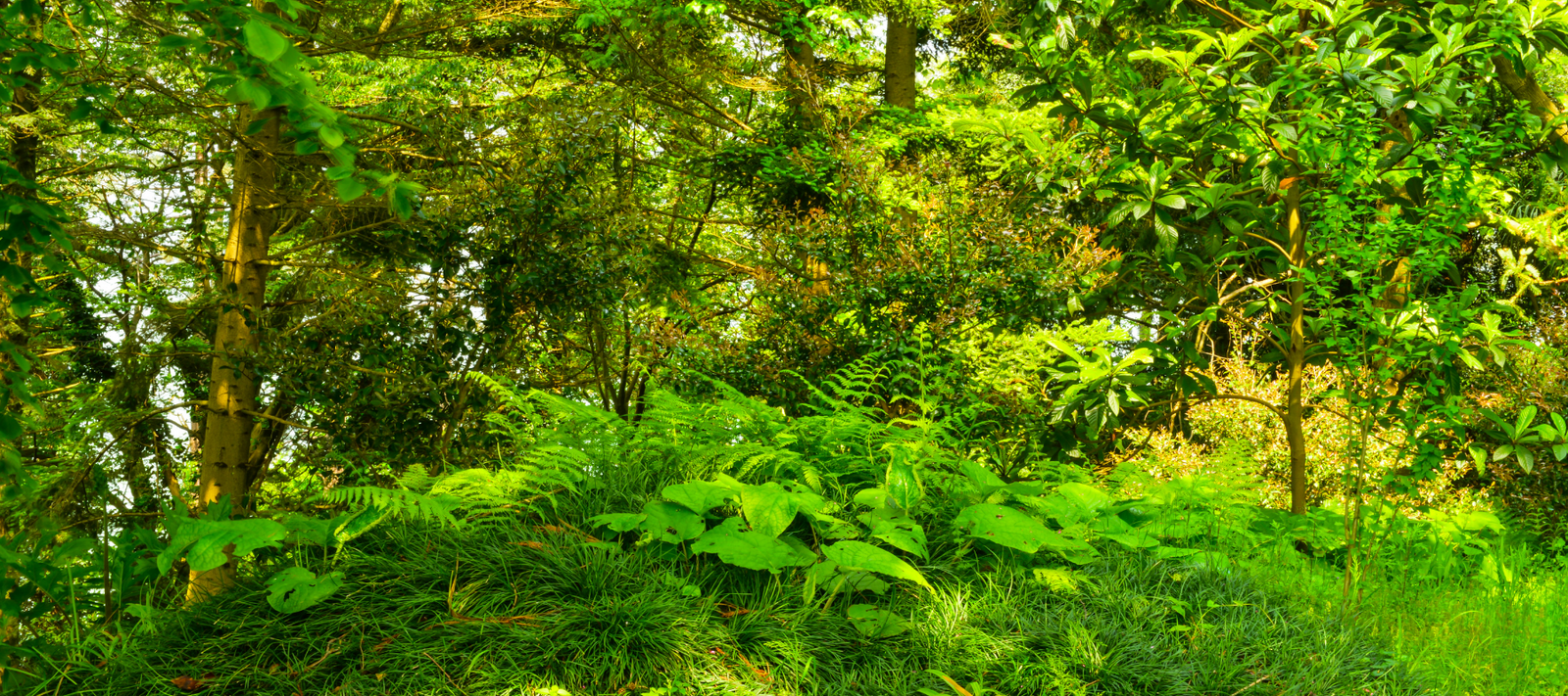 Learning from our Treasured Botanic Gardens