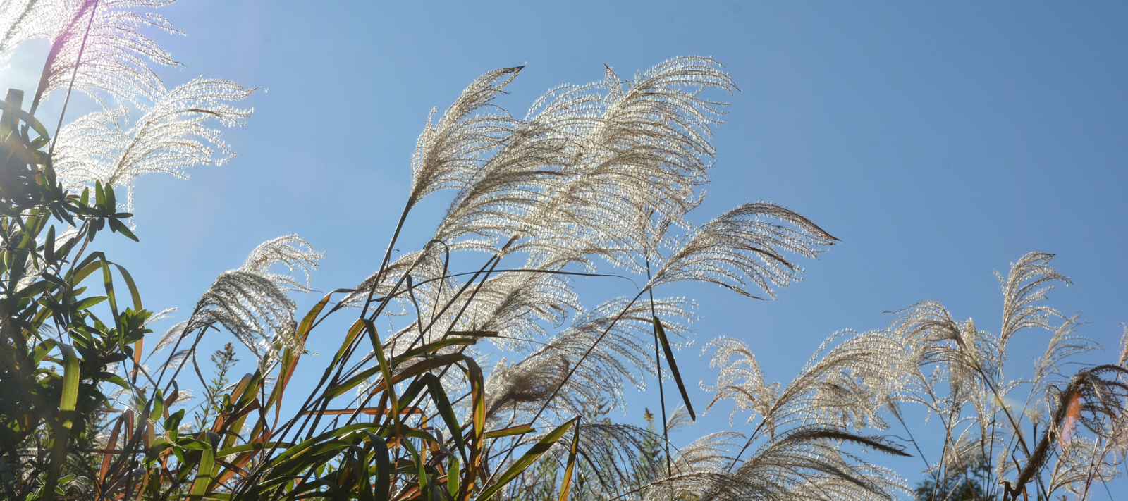 Giant Miscanthus