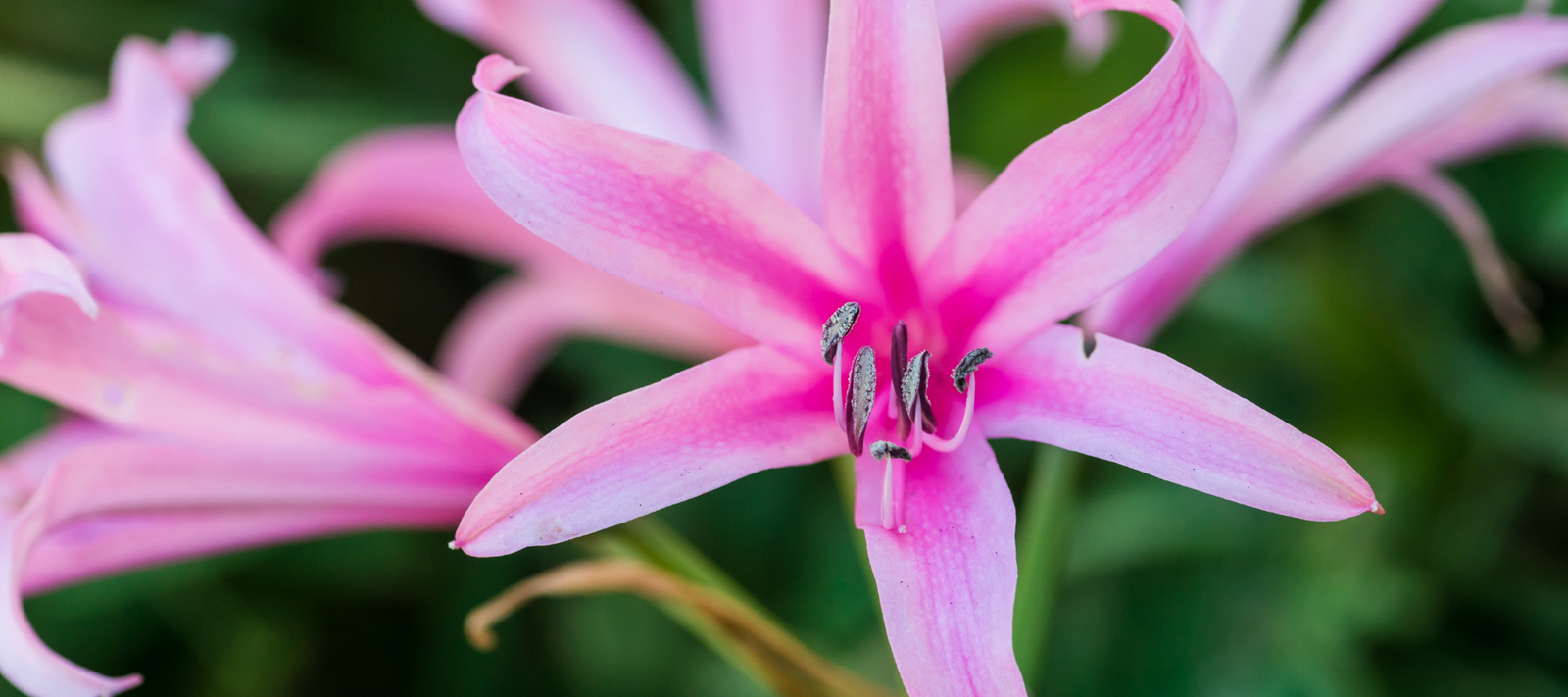 Flowering bulbs from Southern Africa