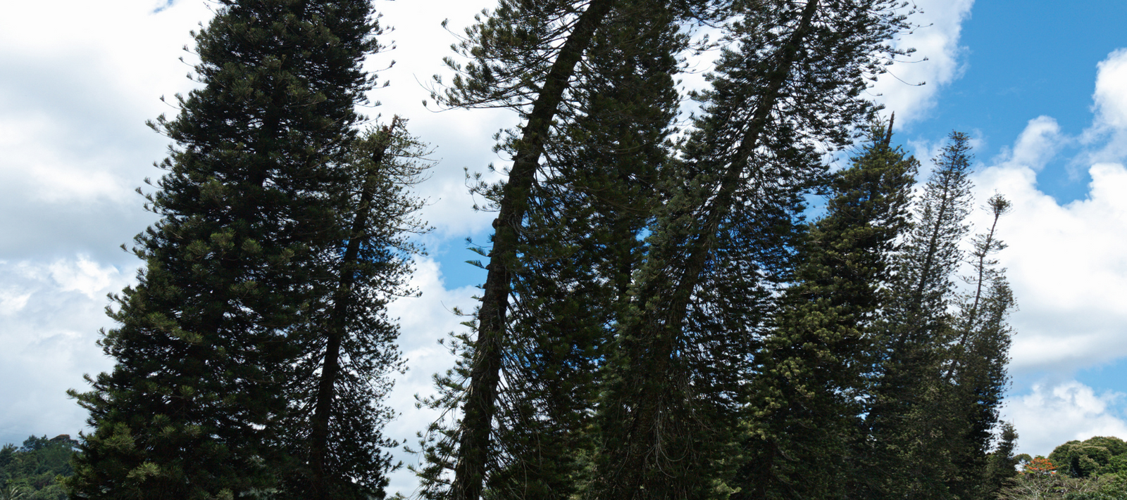 Cook's Gondwana Pines fed the dinosaurs
