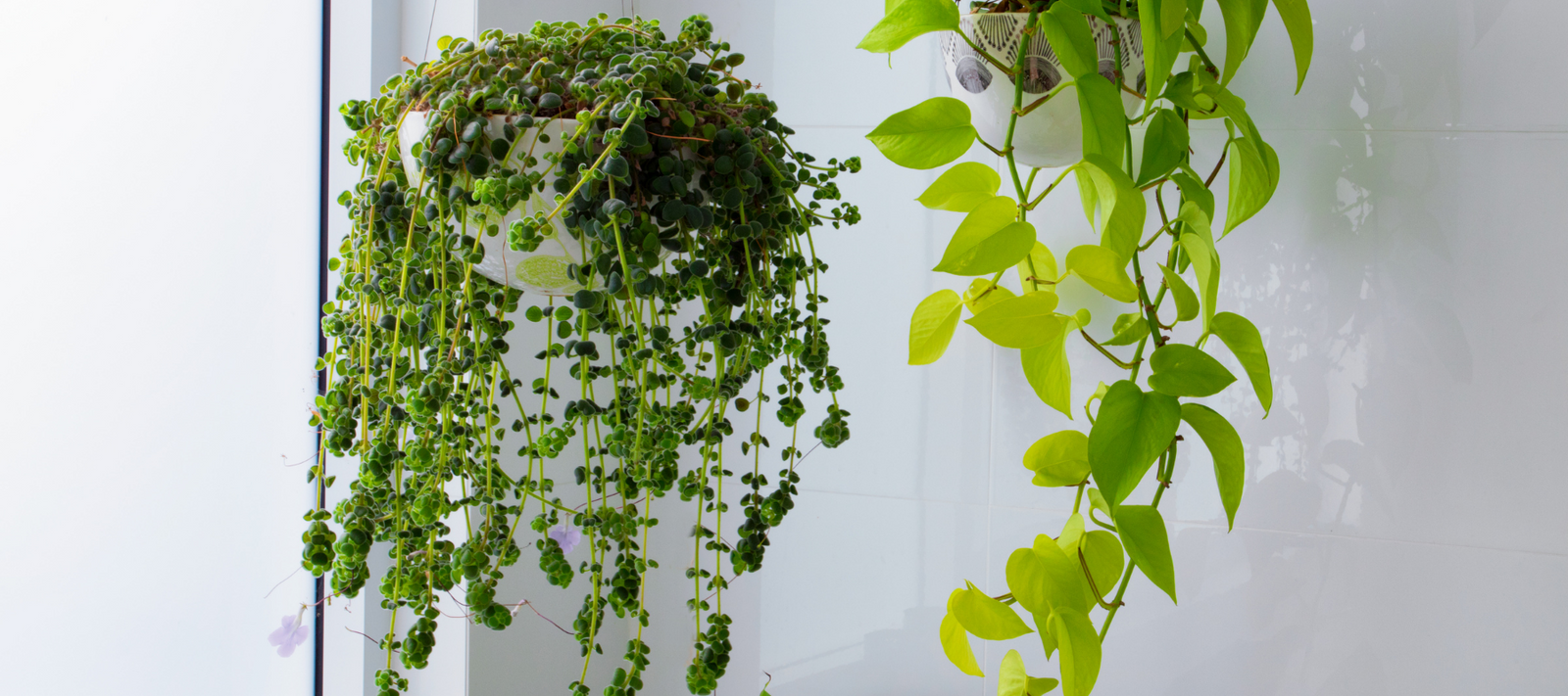 Keeping plants healthy throughout the seasons