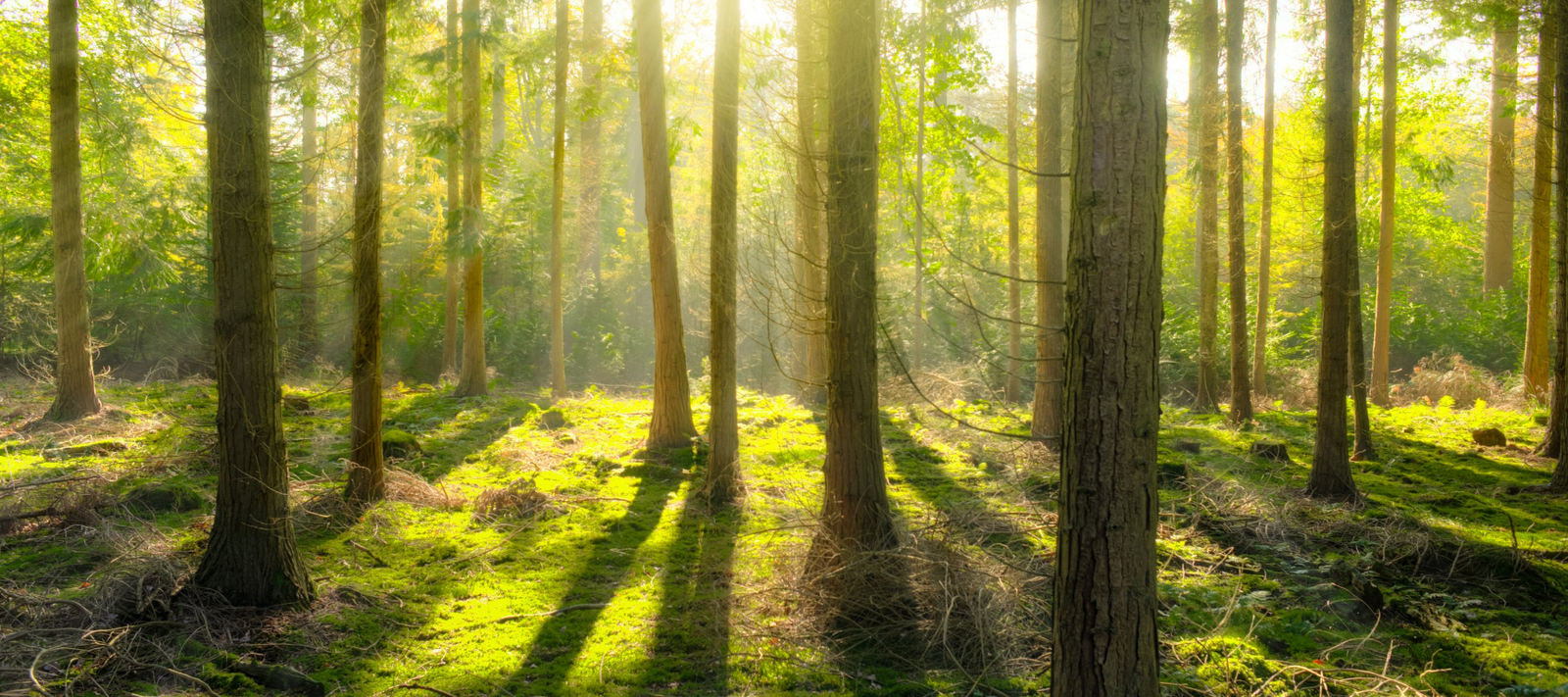 Without Trees we cannot Inhabit the Earth