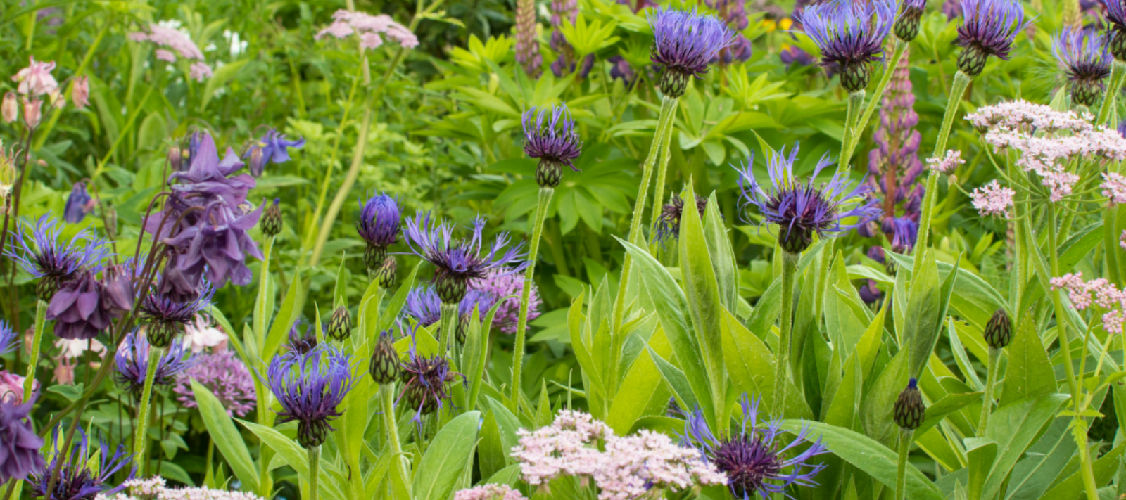 Creating a beautiful flower garden