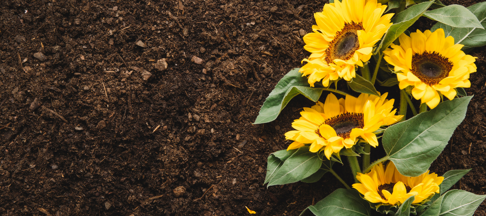 Soils Q&A