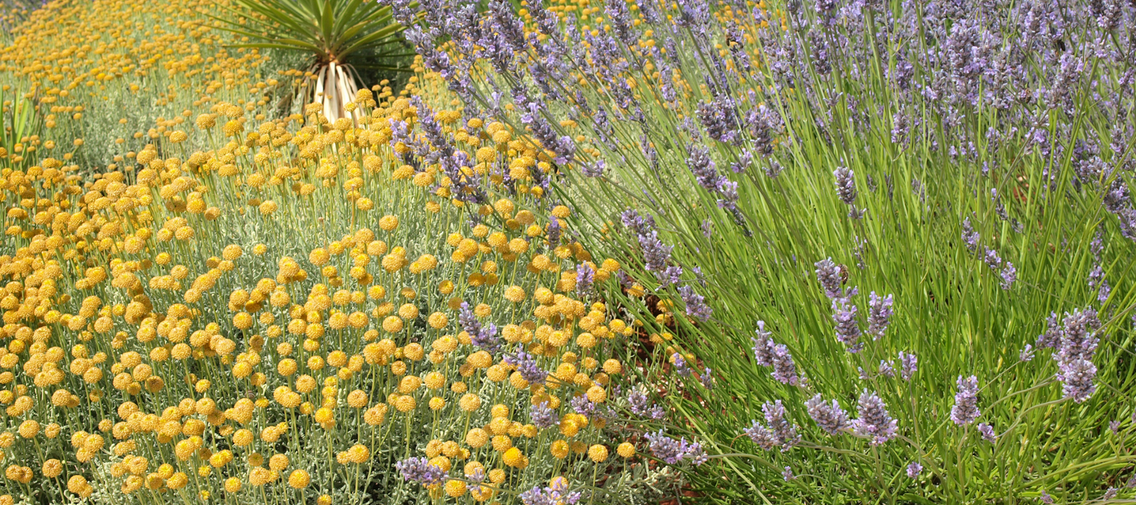 Plants for our El Nino Summers