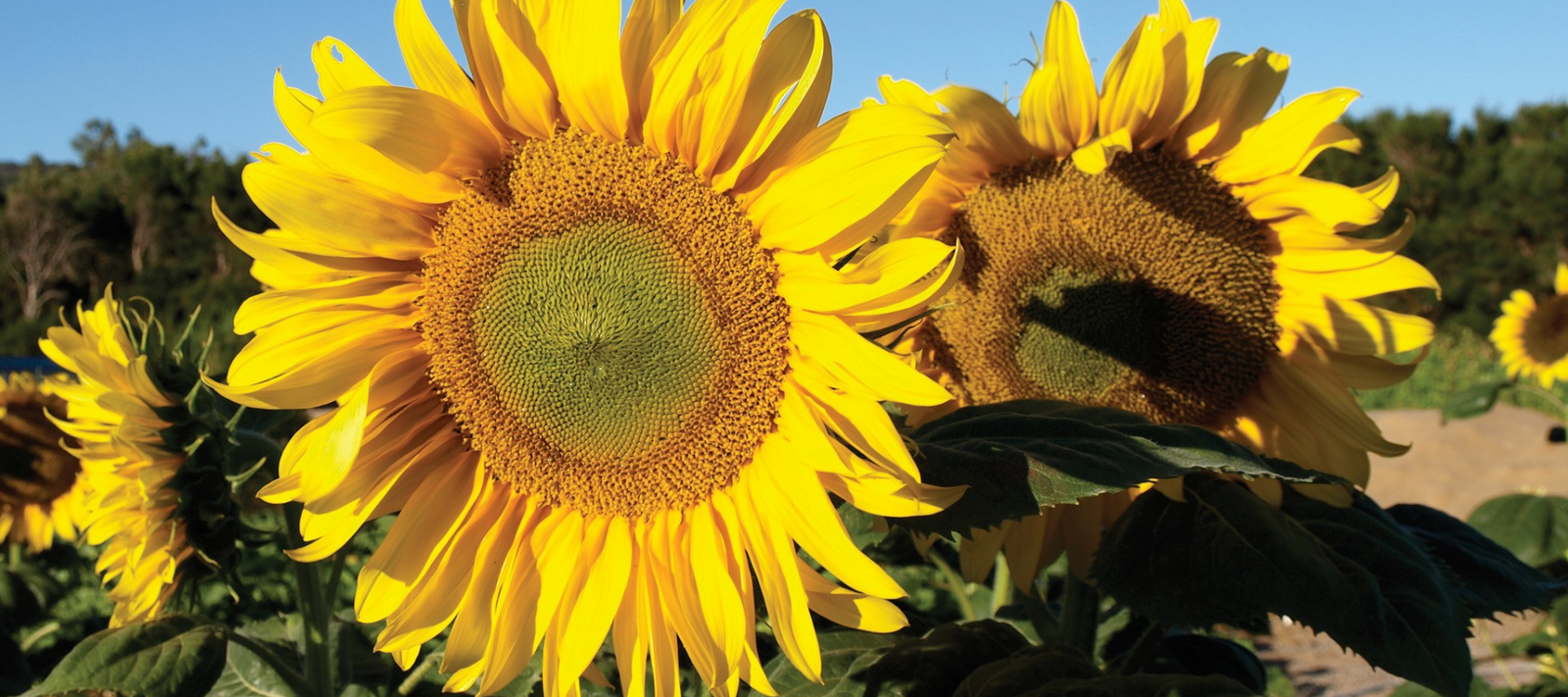 Sunflowers
