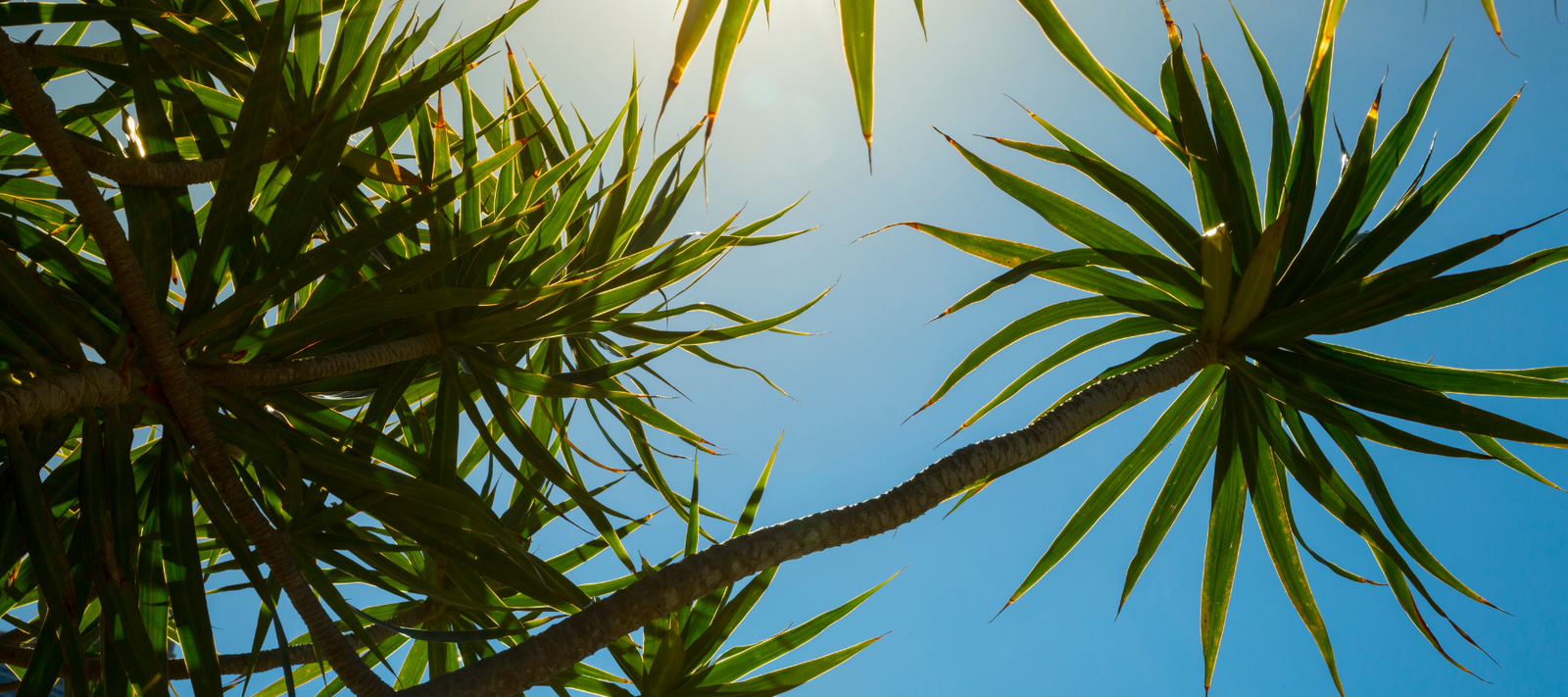 Horticultural Adventure at Roraima