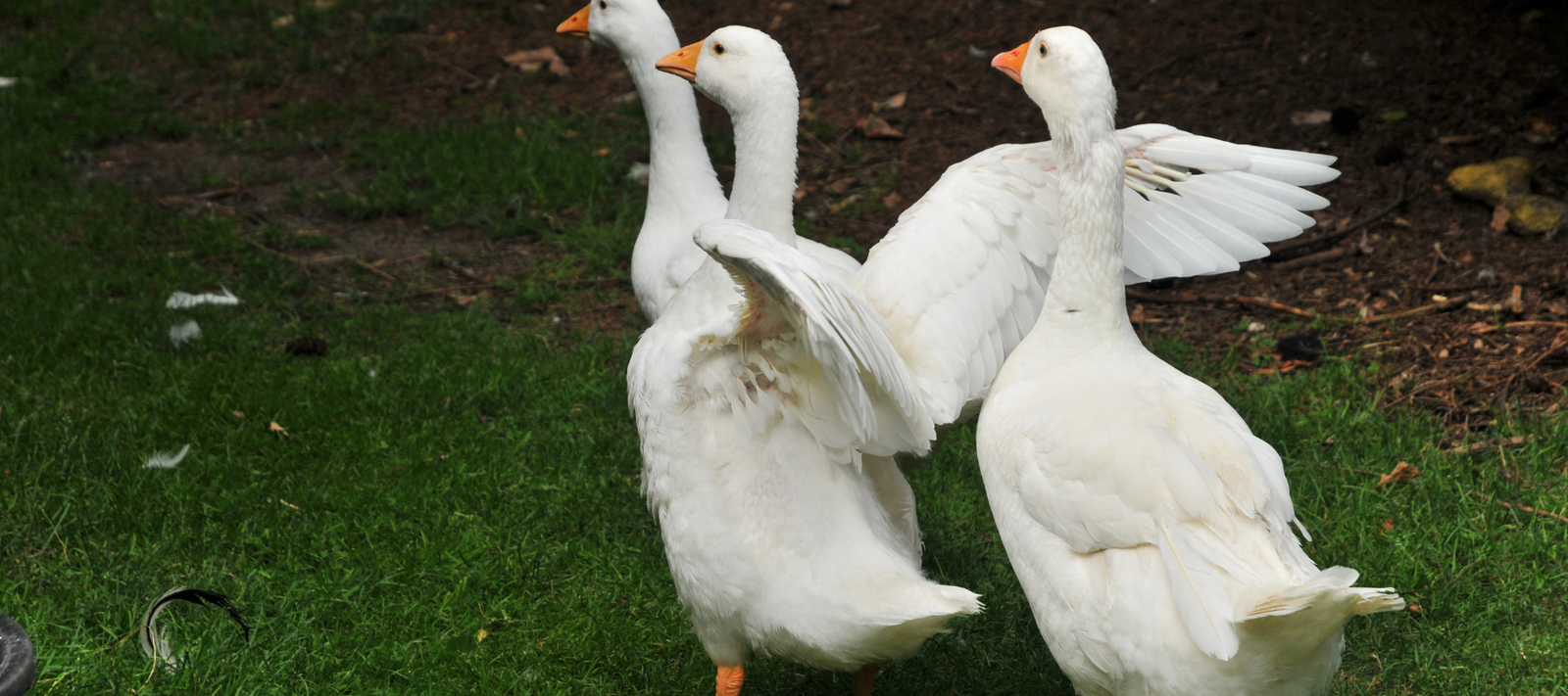 Farming for an everlasting future