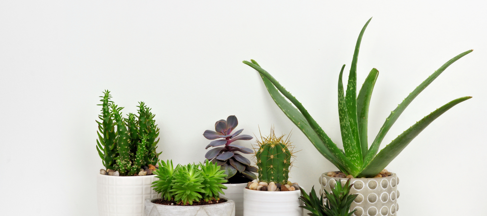 Growing Indoor Plants