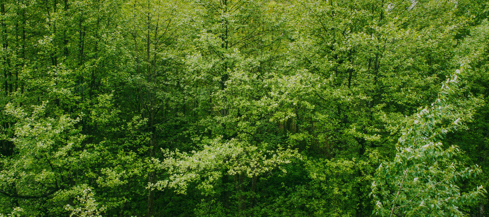 Creating a world we want