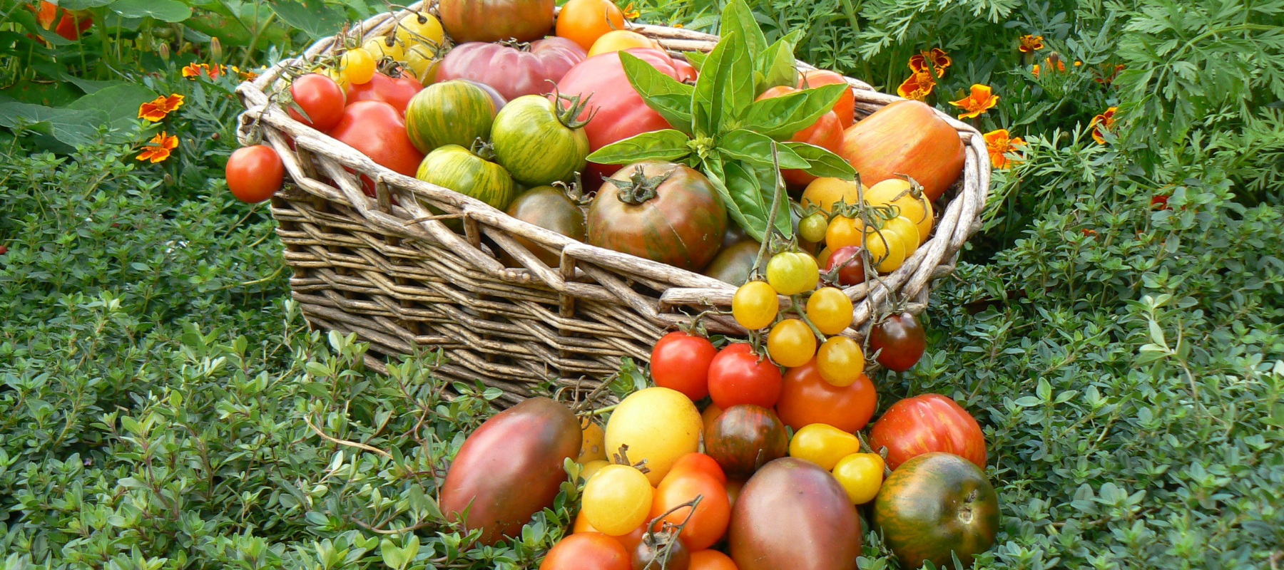 Cheryl grows over 60 tomato varieties