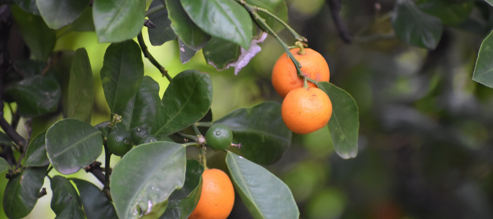 What is the best tree for a small backyard?