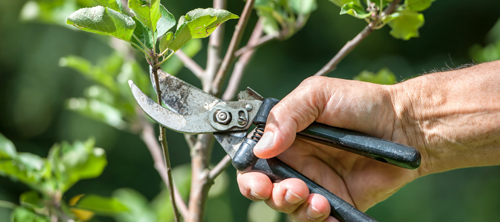 Pruning and Shaping