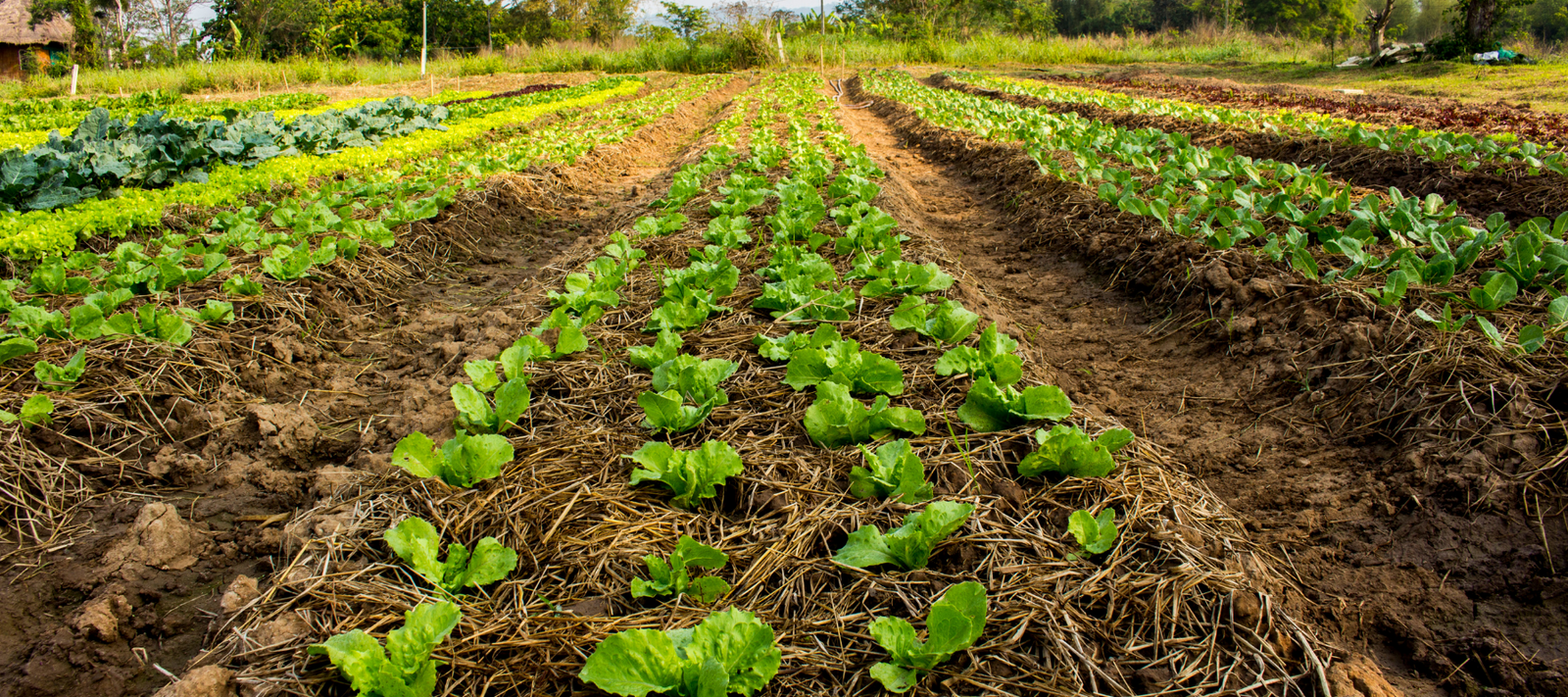How to rotate your crops