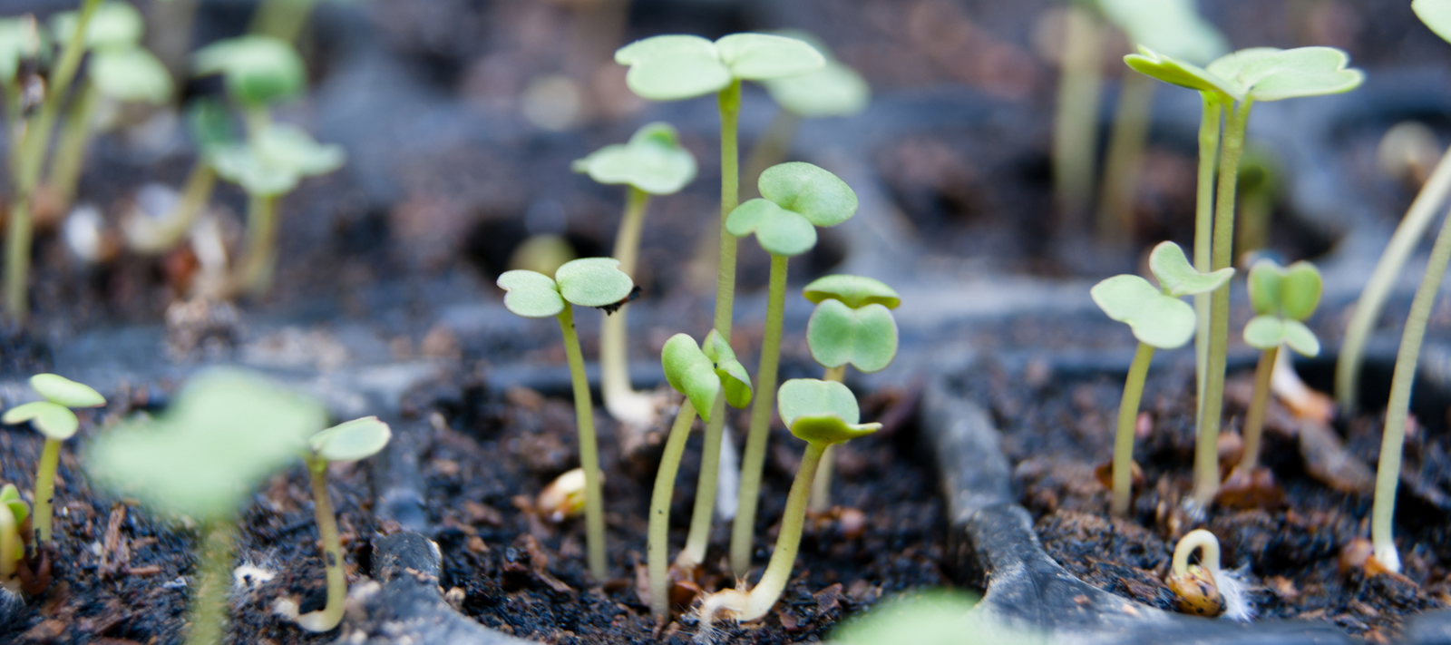 Diggers Seed Sowing Methods