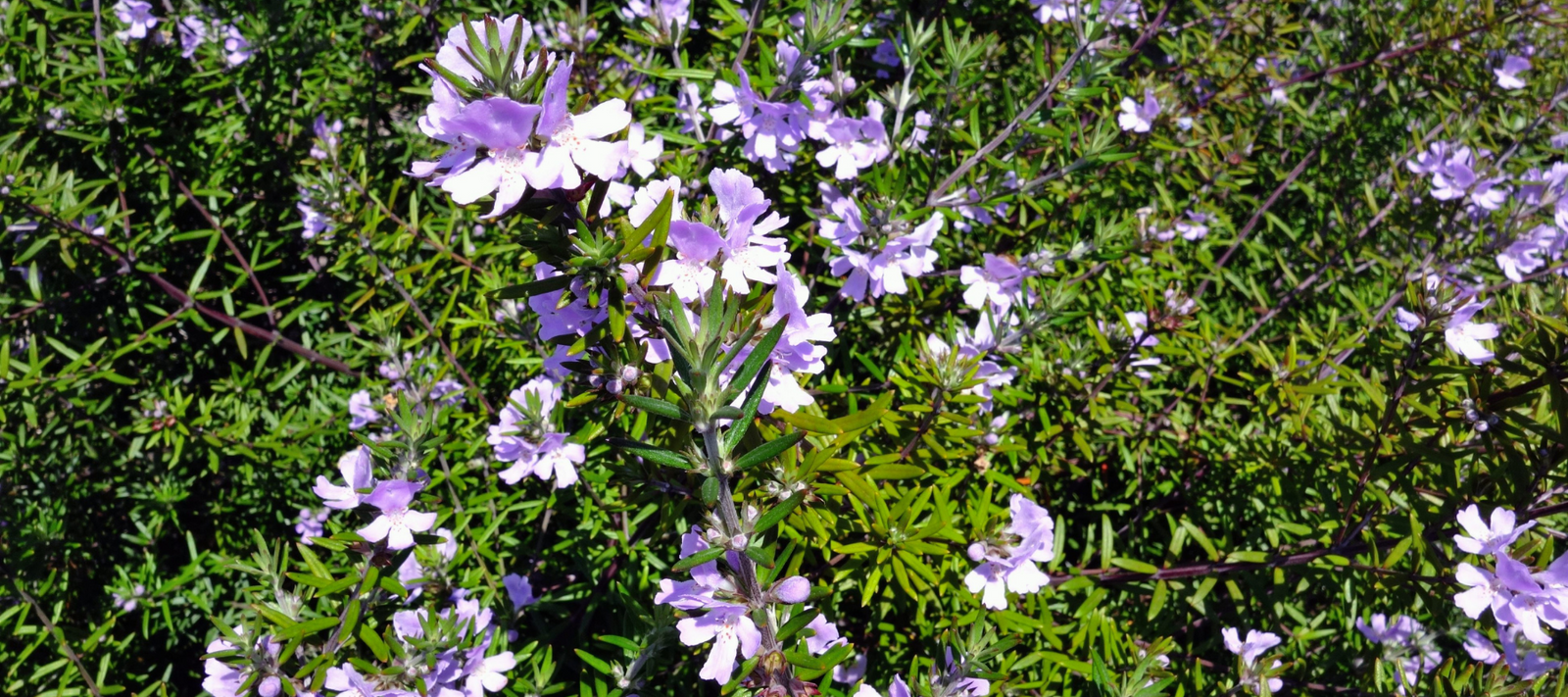 Can an 'Australian Garden' be planted with non-natives