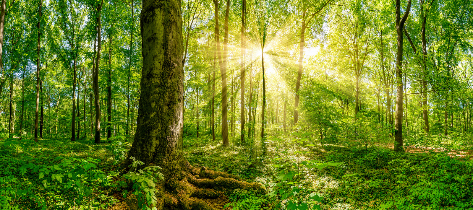My Best Friends are Trees